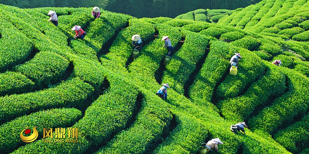 鳳鼎祥茶葉茶農采茶畫面_高瑞品牌